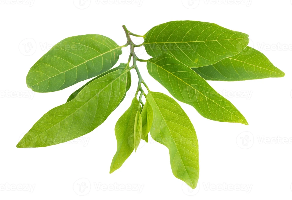 photo for ބަޔޯޕެސްޓިސައިޑް: އަތަފަތު ބޭސް